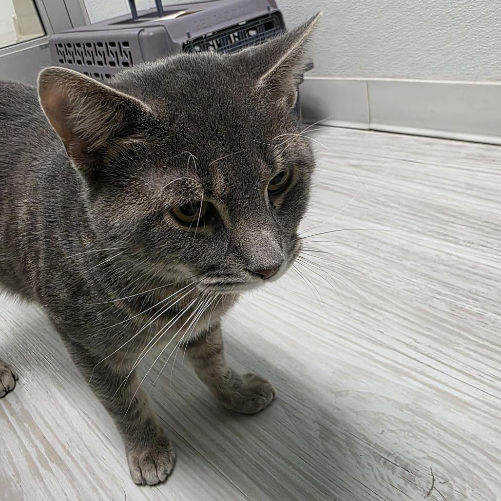 Yukon, Adoptable, Young Male Domestic Short Hair.