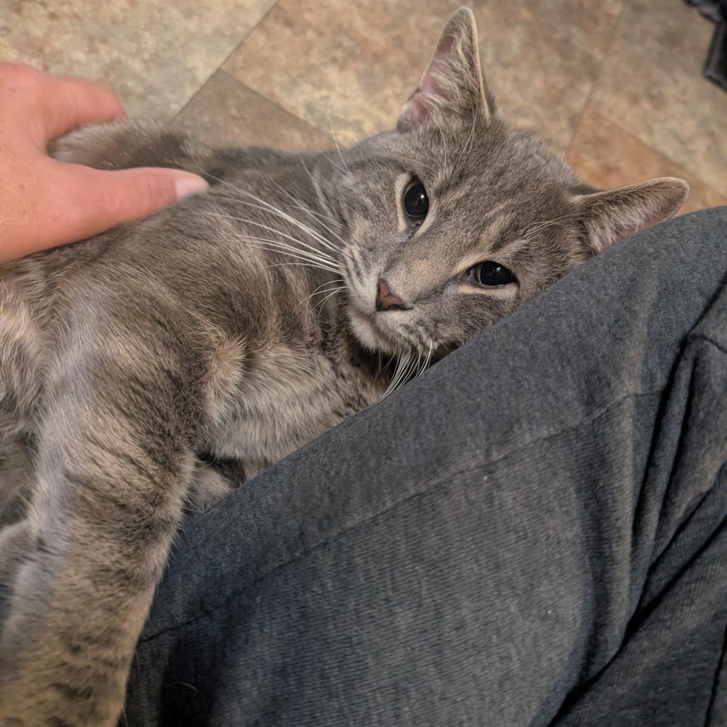 Enlarge Yukon, a Adoptable Domestic Short Hair in Watertown, NY image 2/2