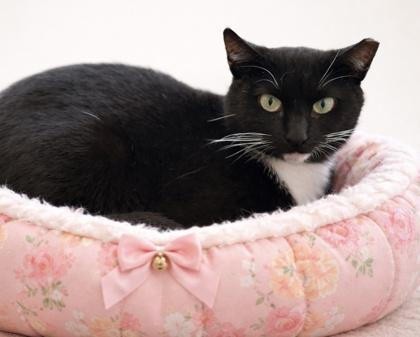 Jupiter Eden, Adoptable, Young Female Domestic Short Hair & Domestic Short Hair.