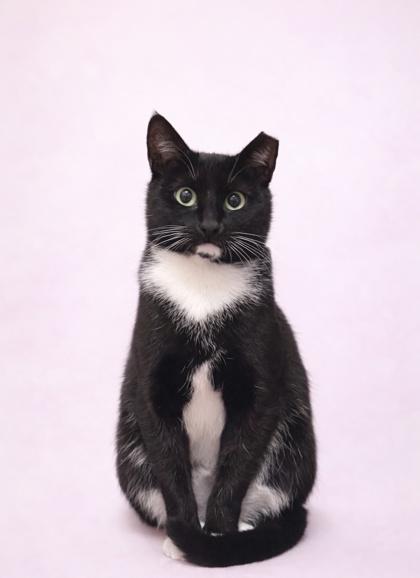 Jupiter Eden - adopt with Ox, Adoptable, Young Female Domestic Short Hair & Domestic Short Hair.