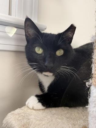 Jupiter Eden, a Adoptable mixed breed in Hudson, MA image 2/3