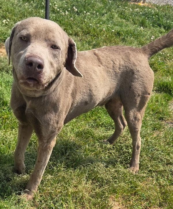 Bronx, Adoptable, Young Male Labrador Retriever.