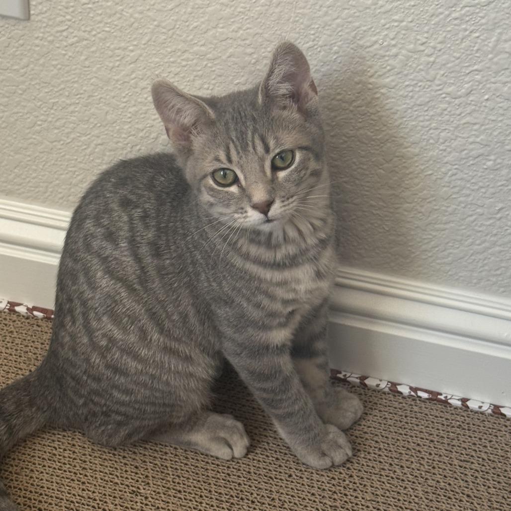 Enlarge Izzy, a Adoptable Domestic Short Hair in Pleasanton, CA image 1/3