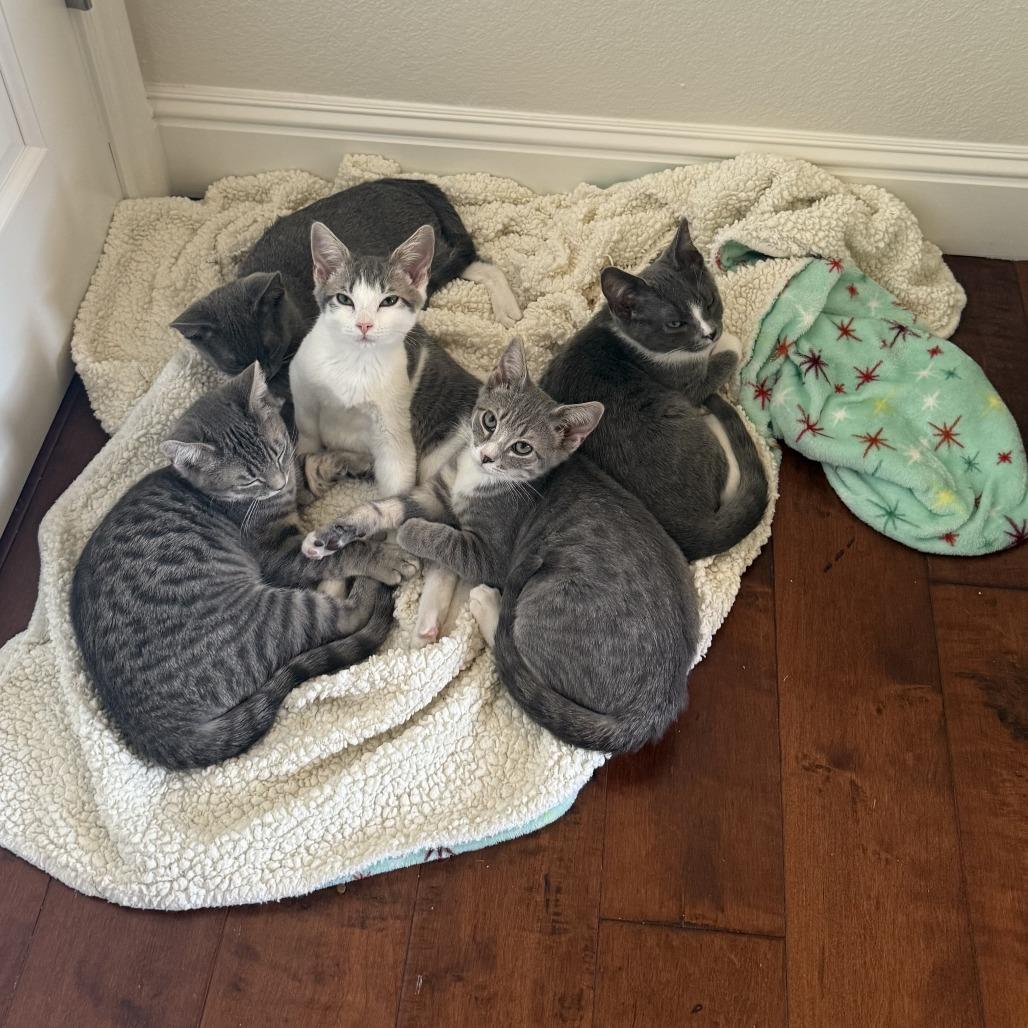 Enlarge Izzy, a Adoptable Domestic Short Hair in Pleasanton, CA image 2/3