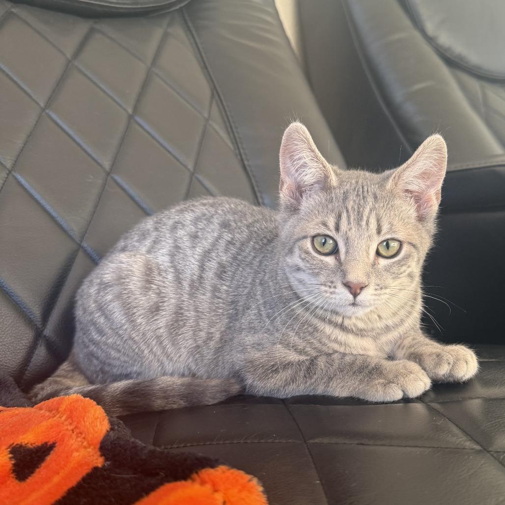 Enlarge Izzy, a Adoptable Domestic Short Hair in Pleasanton, CA image 3/3