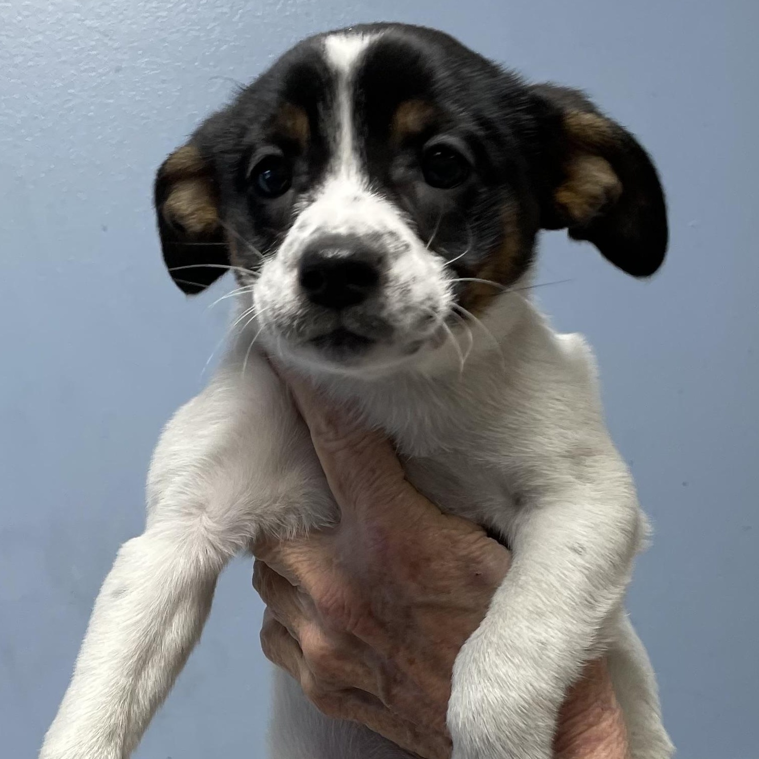 Kevin, ADOPTABLE, Puppy Male Terrier & Spaniel.