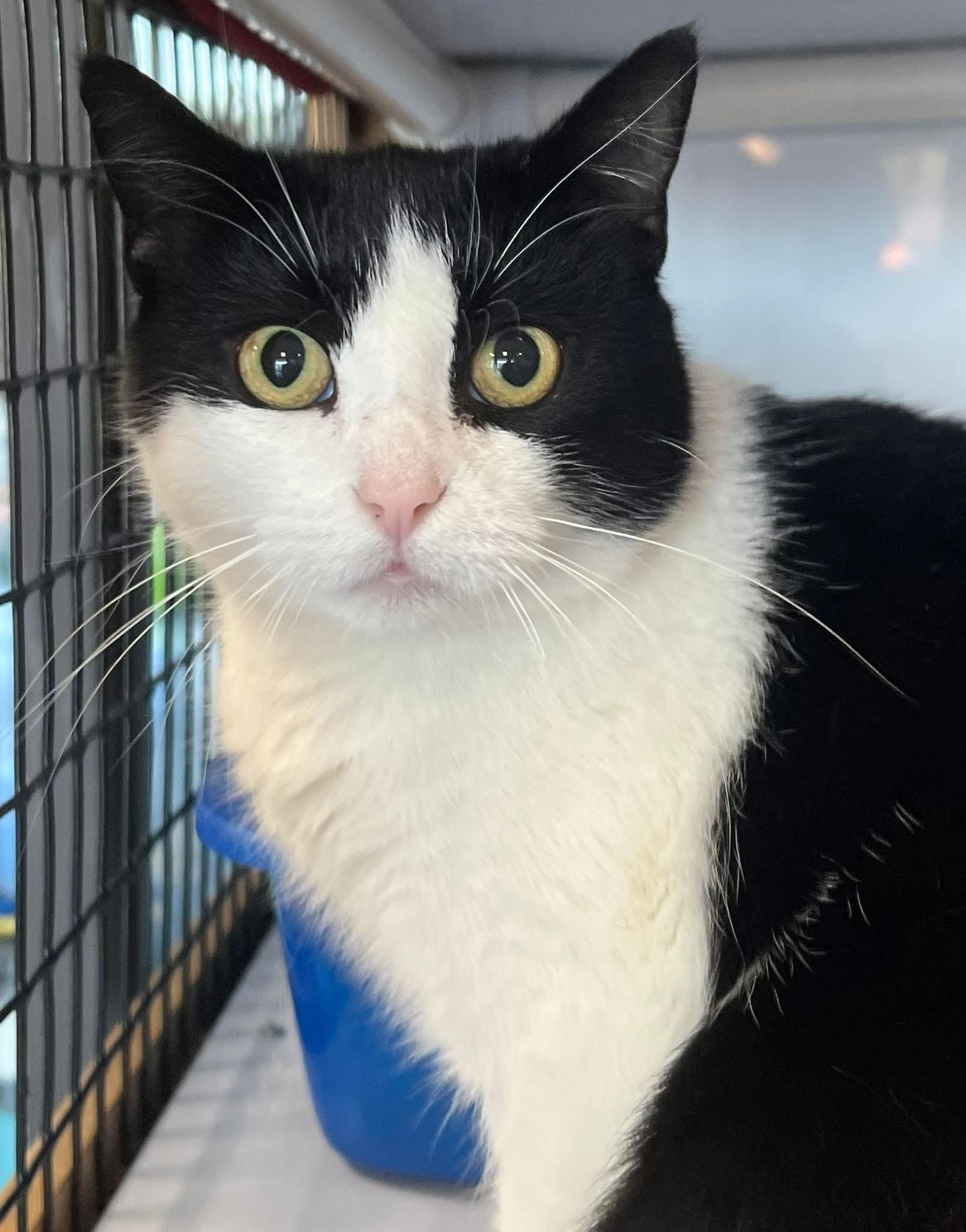 Rosalie, Adoptable, Adult Female Domestic Short Hair.