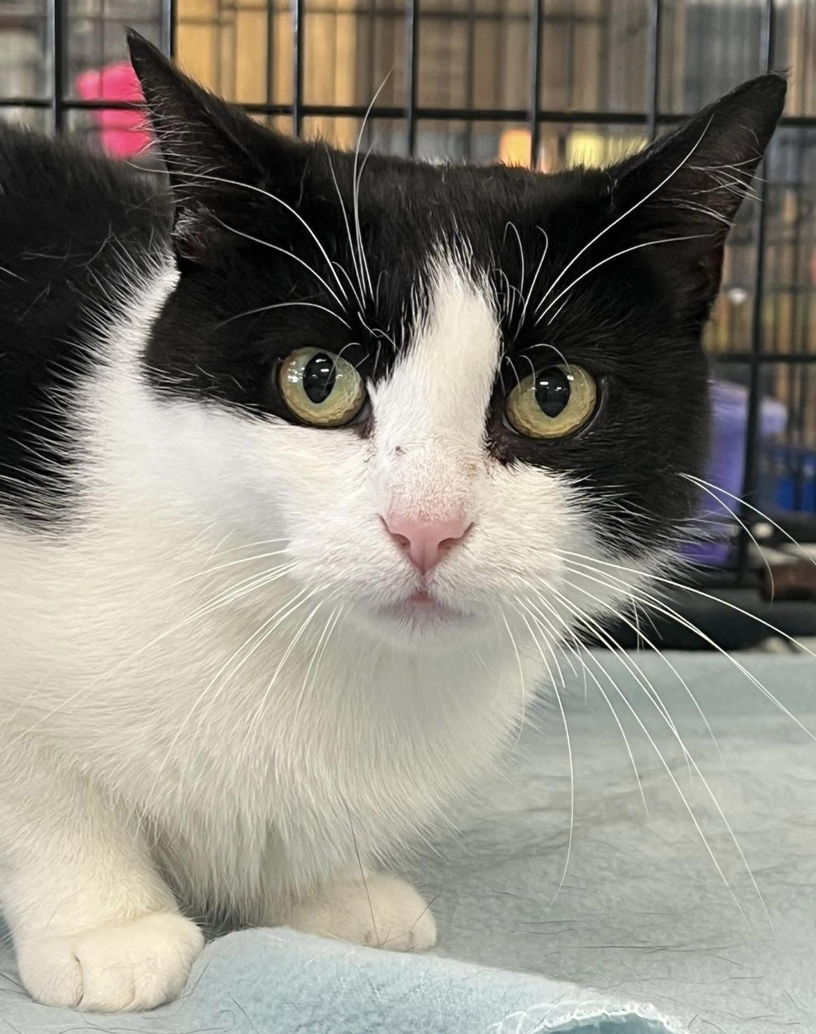 Rosalie, a Adoptable Domestic Short Hair in Johnston, RI image 6/6