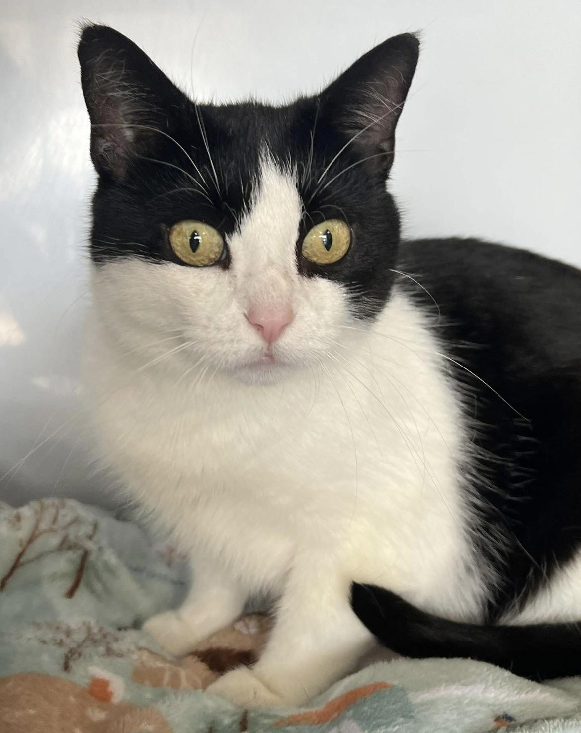 Rosalie, a Adoptable Domestic Short Hair in Johnston, RI image 5/6