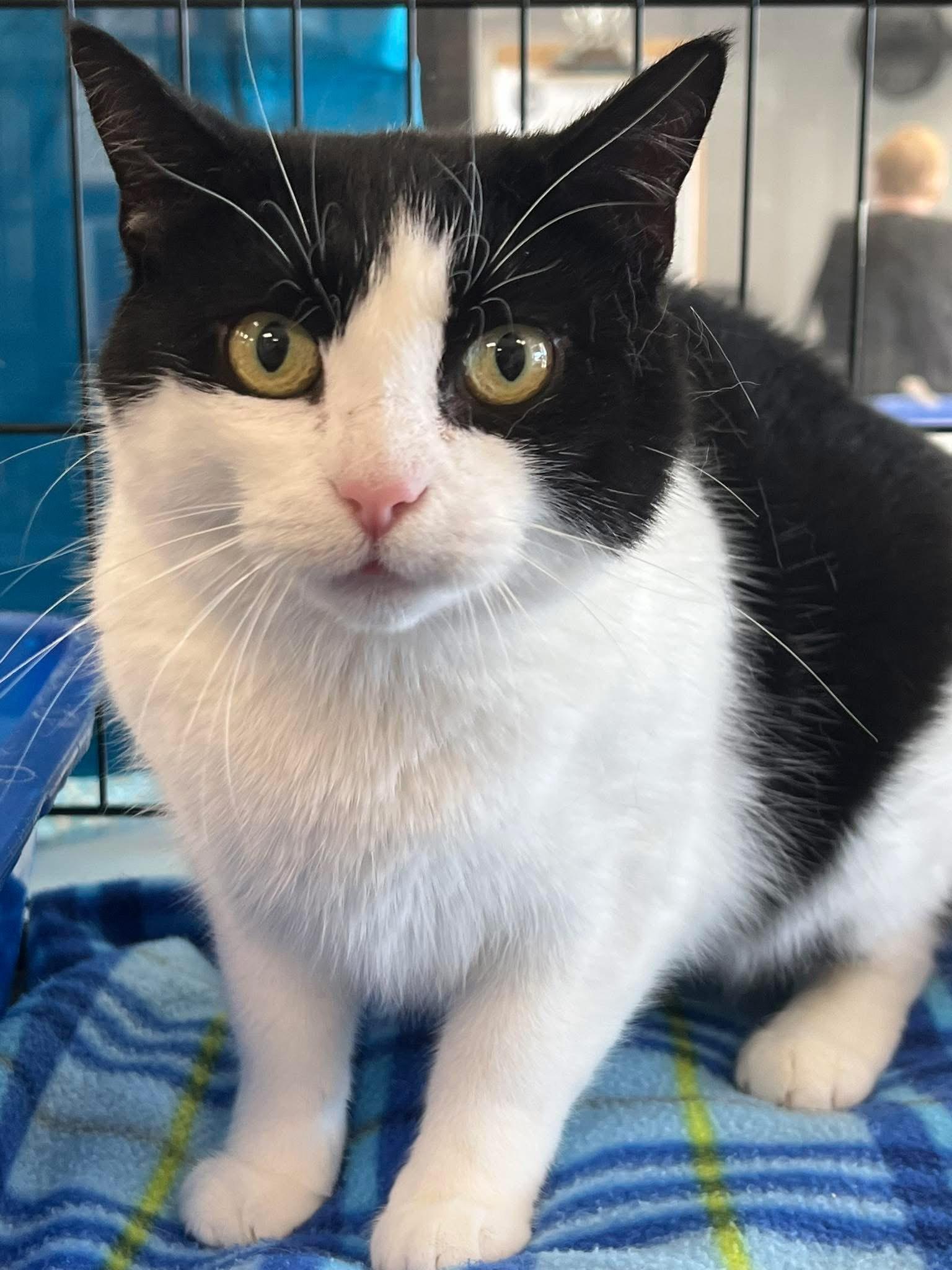 Rosalie, a Adoptable Domestic Short Hair in Johnston, RI image 3/6