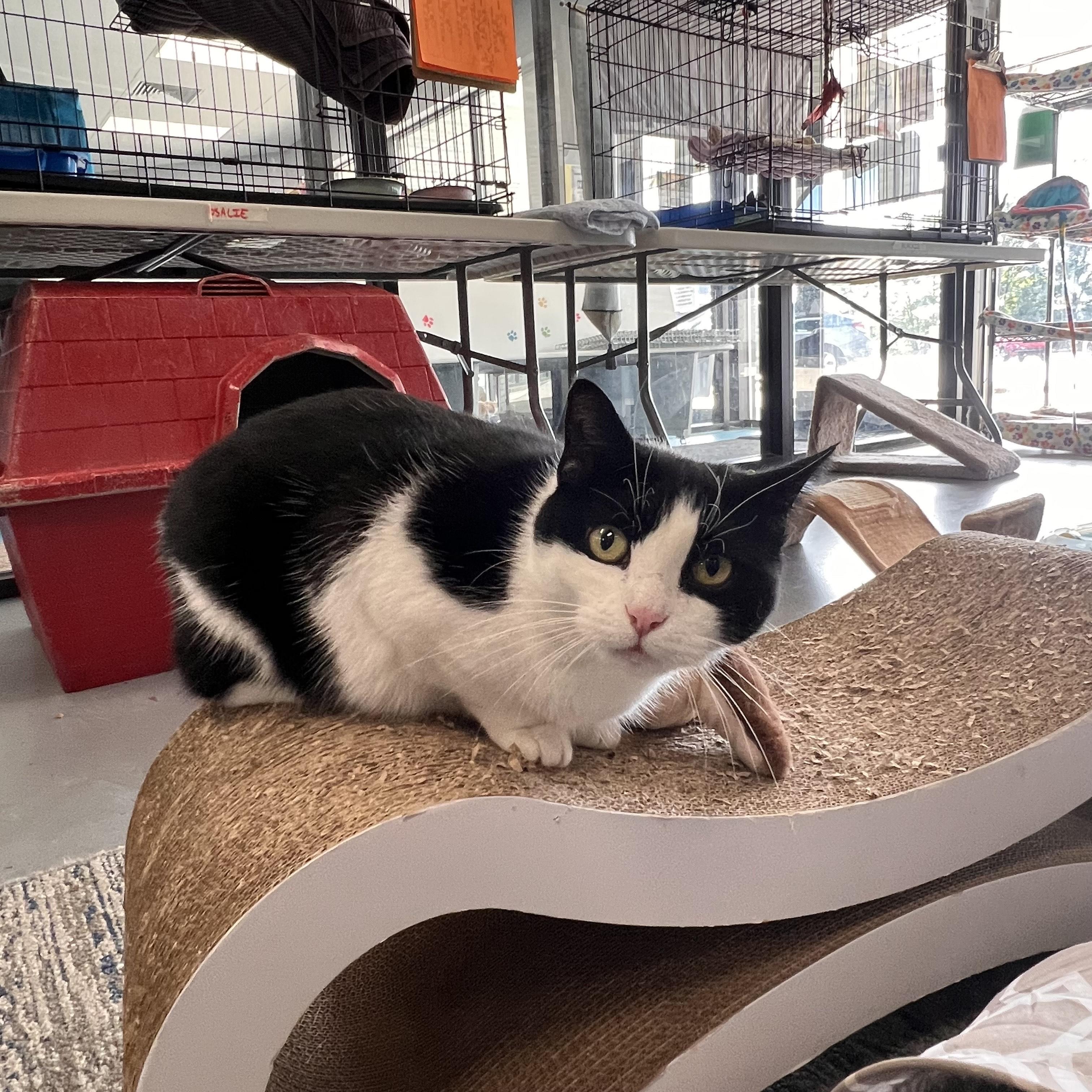 Rosalie, a Adoptable Domestic Short Hair in Johnston, RI image 4/6