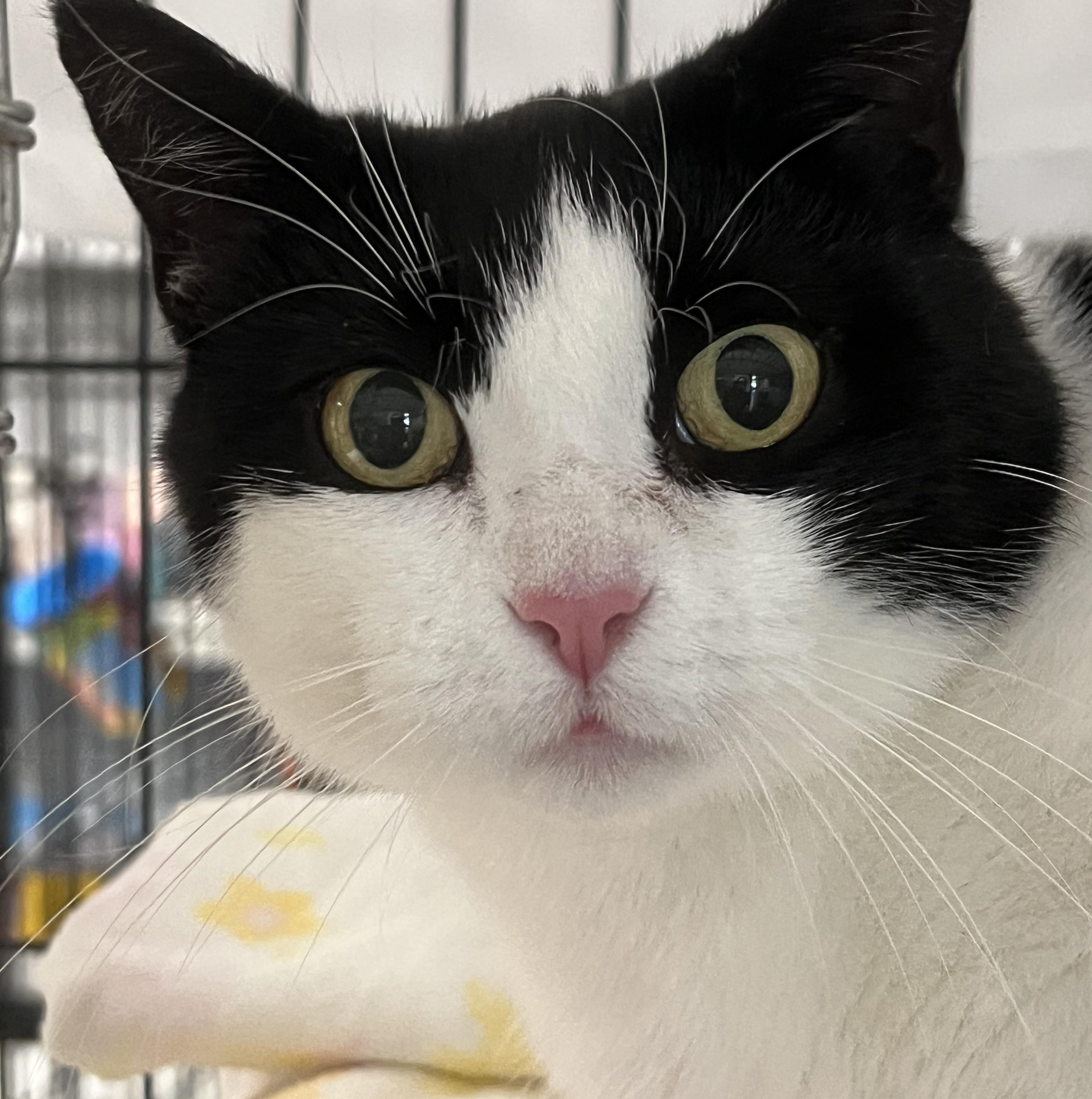 Rosalie, a Adoptable Domestic Short Hair in Johnston, RI image 1/6