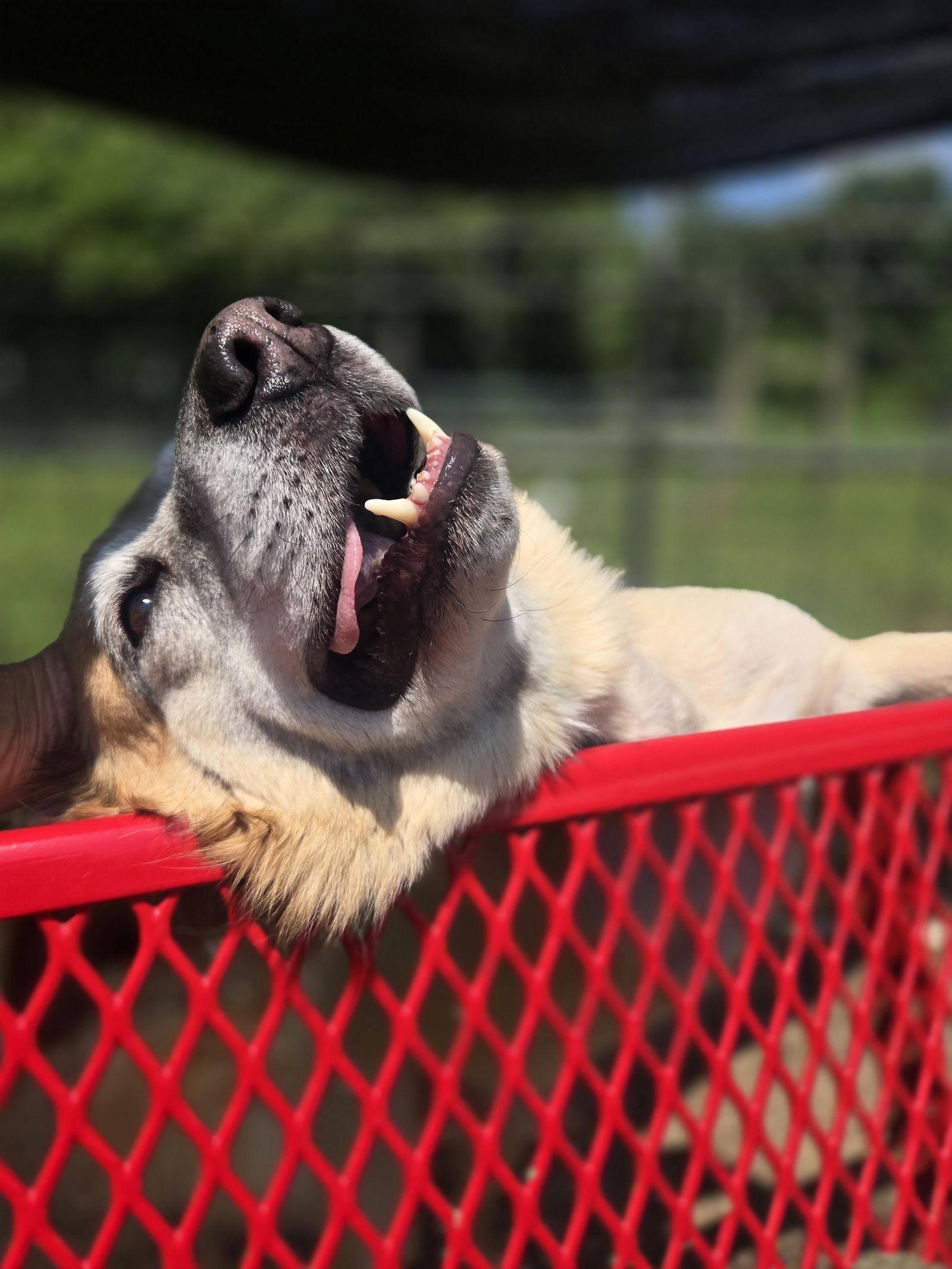 Enlarge Brew, a Adoptable Australian Shepherd in Chatsworth, GA image 1/3