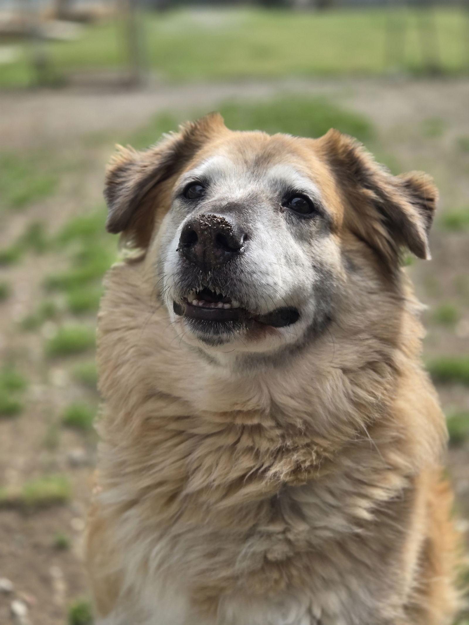 Enlarge Brew, a Adoptable Australian Shepherd in Chatsworth, GA image 2/3