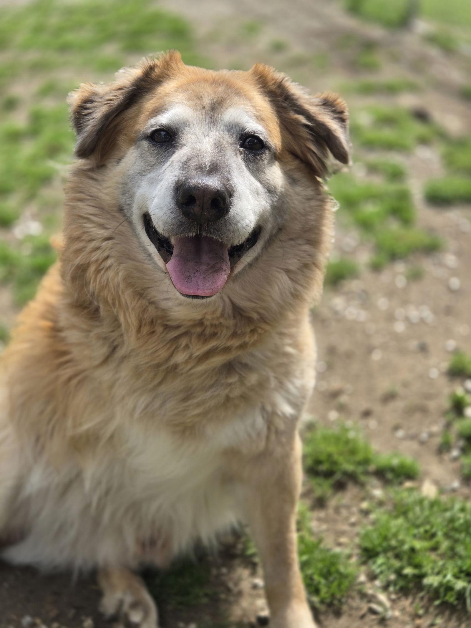 Enlarge Brew, a Adoptable Australian Shepherd in Chatsworth, GA image 3/3