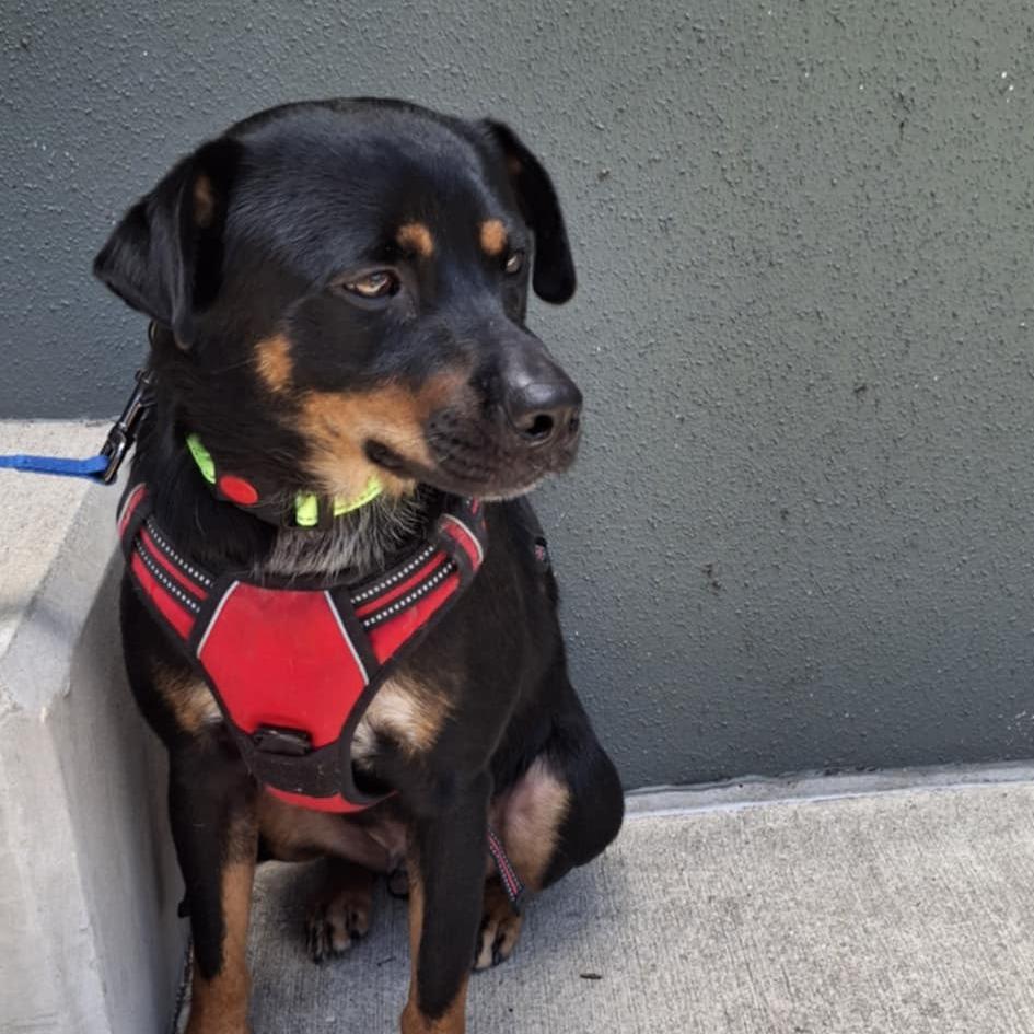 Rusty Mc thumbnail 5