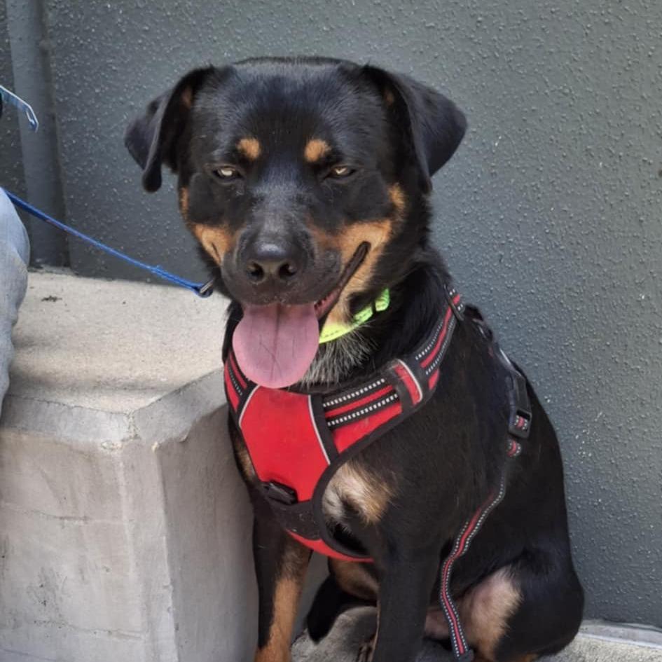 Rusty Mc thumbnail 6