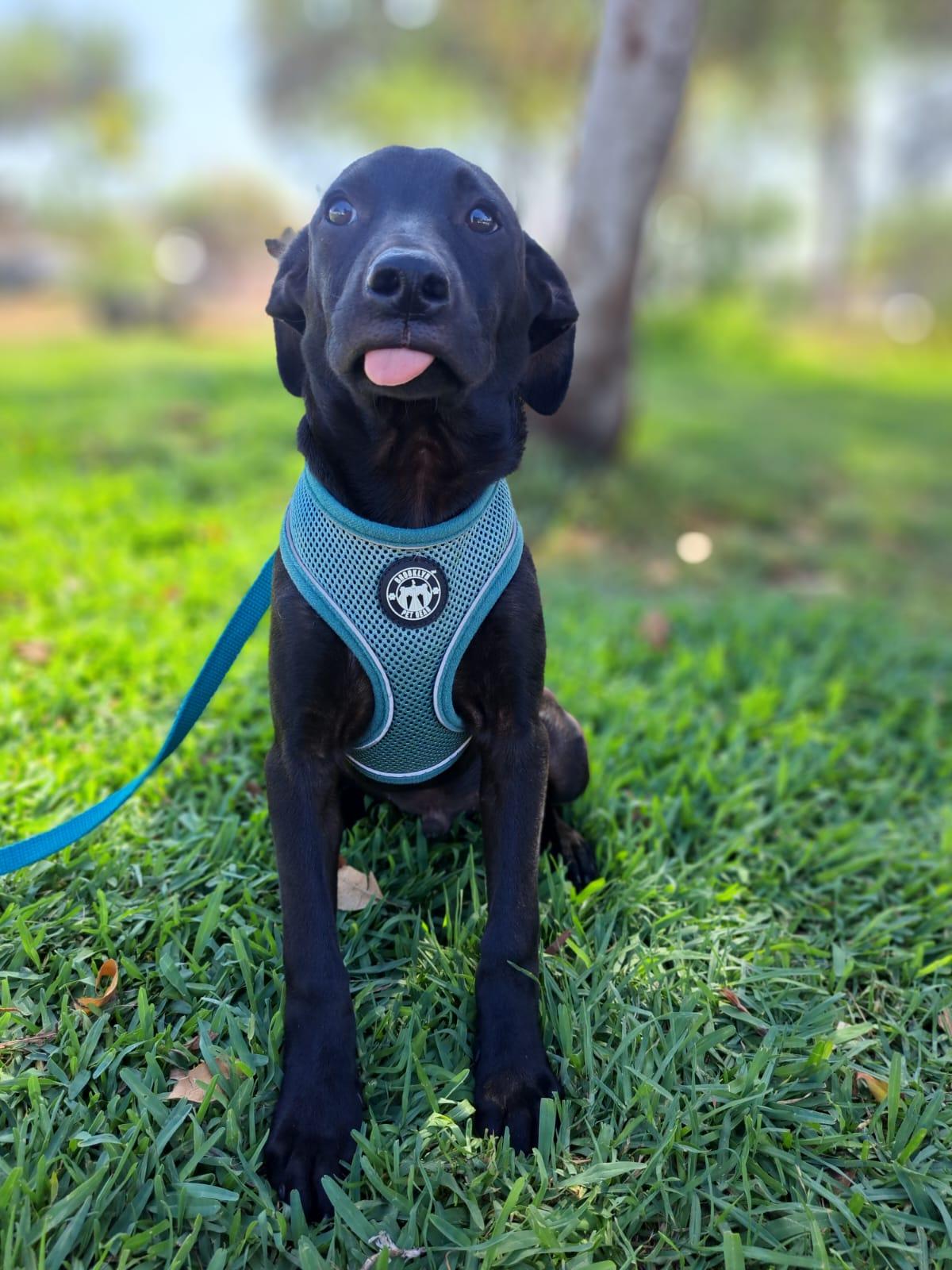 Enlarge Tommy, a Adoptable mixed breed in San Diego, CA image 2/3