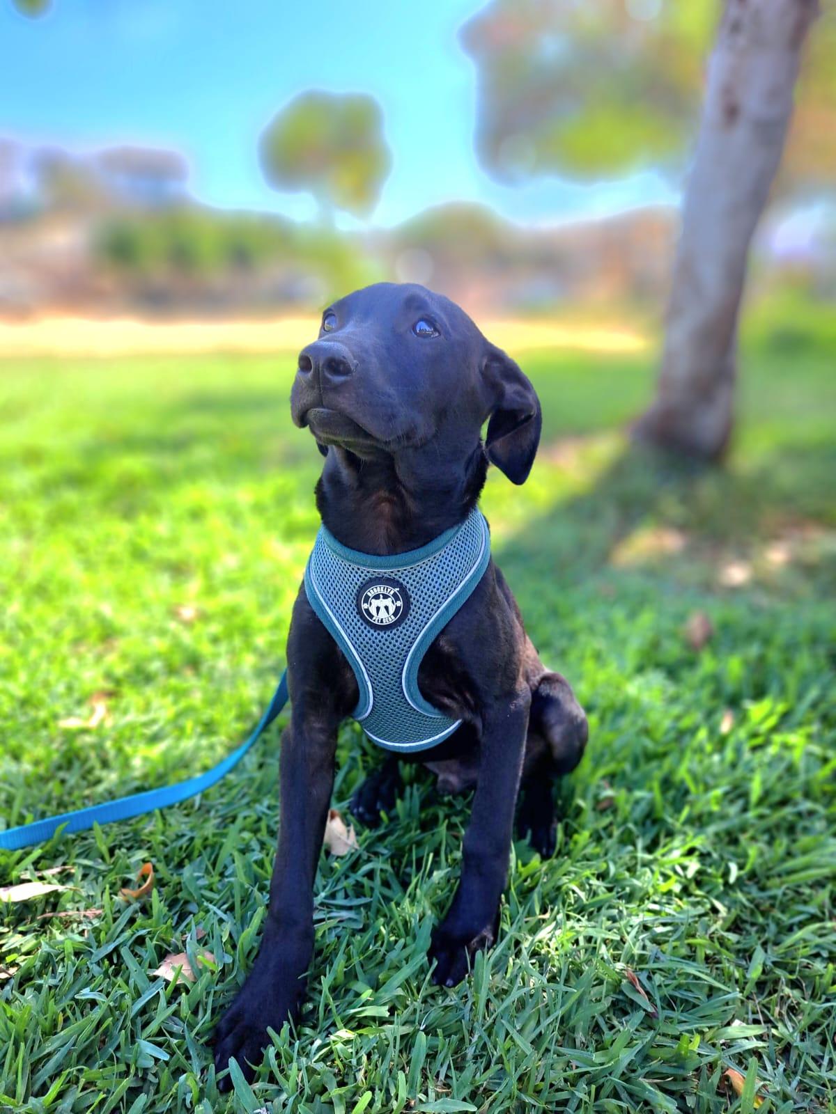 Enlarge Tommy, a Adoptable mixed breed in San Diego, CA image 3/3