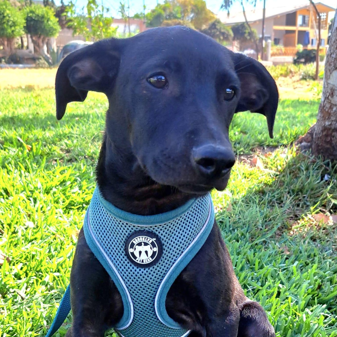 Enlarge Tommy, a Adoptable mixed breed in San Diego, CA image 1/3