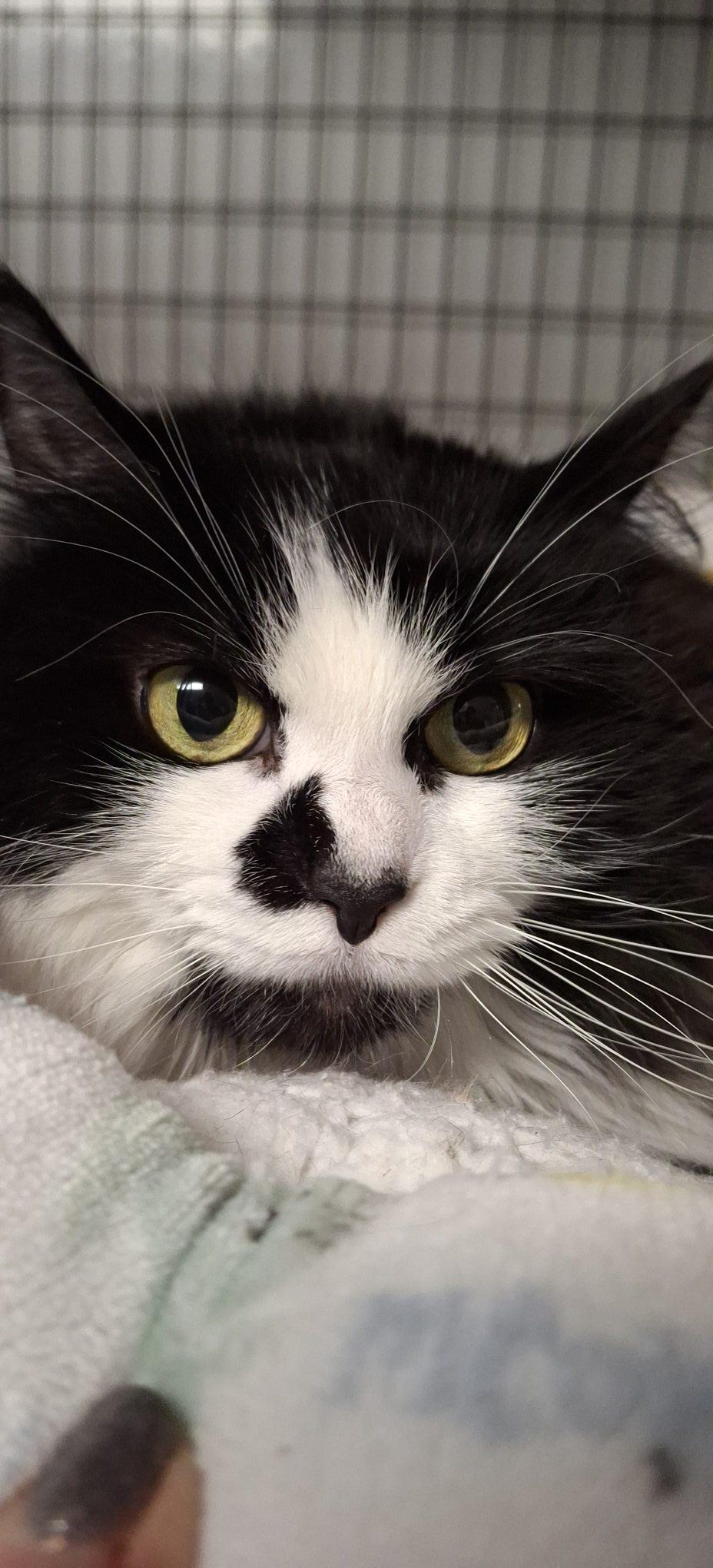 Enlarge Minnie, a Adoptable Domestic Long Hair in Littleton, NH image 2/2