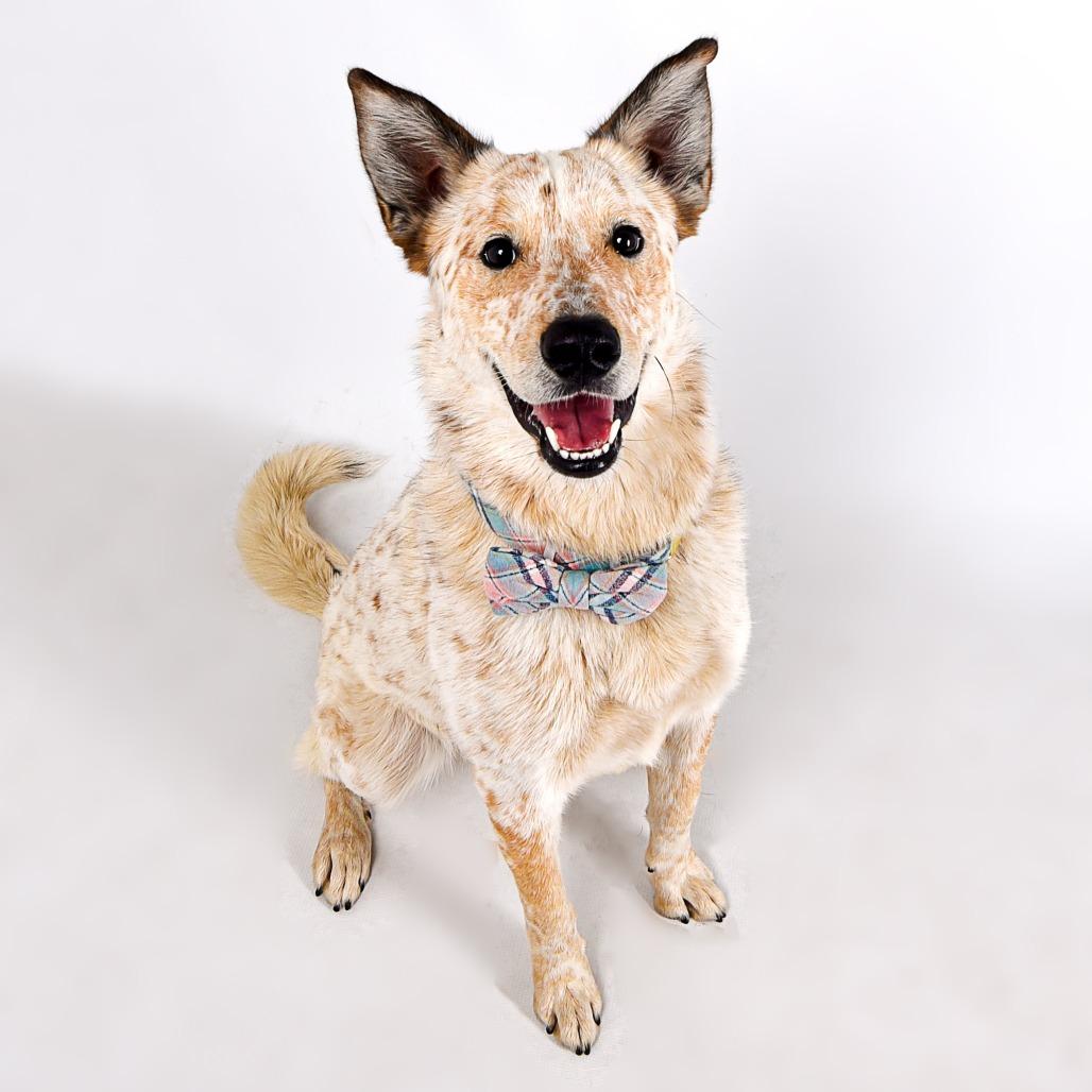Red, Adoptable, Adult Male Cattle Dog & Mixed Breed.