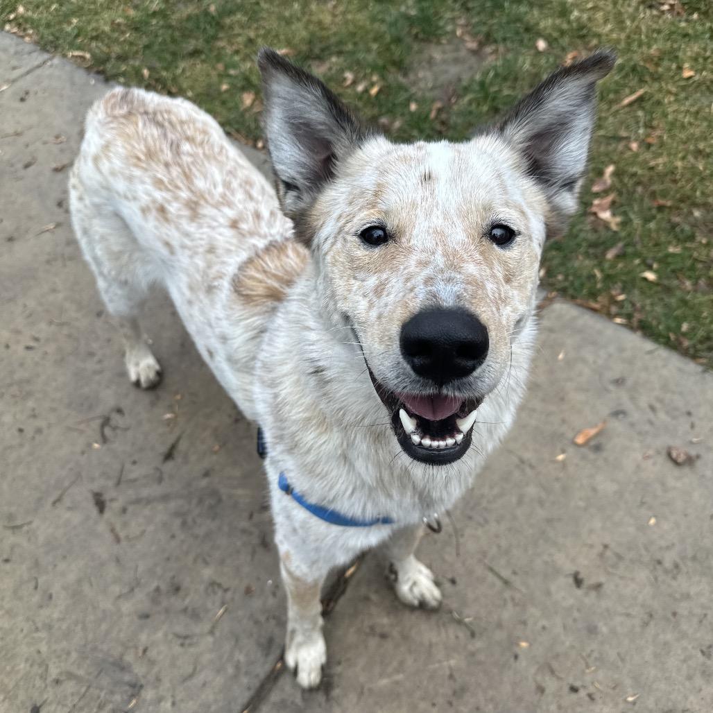 Enlarge Red, a Adoptable mixed breed in Murray, UT image 1/2