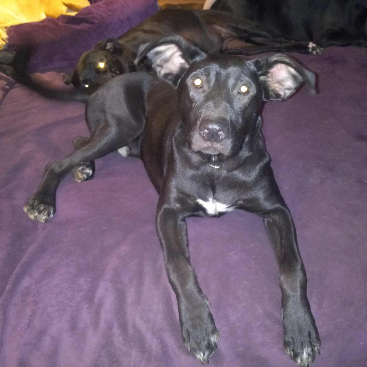 Blaze, Adoptable, Young Male Black Labrador Retriever.