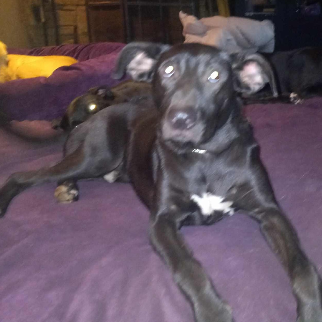 Blaze, a Adoptable mixed breed in North Jackson, OH image 2/3