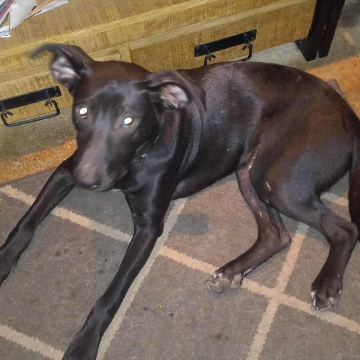 Blaze, a Adoptable mixed breed in North Jackson, OH image 3/3