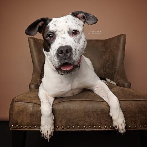 Enlarge Luna, a Adoptable mixed breed in Baltimore, MD image 2/3
