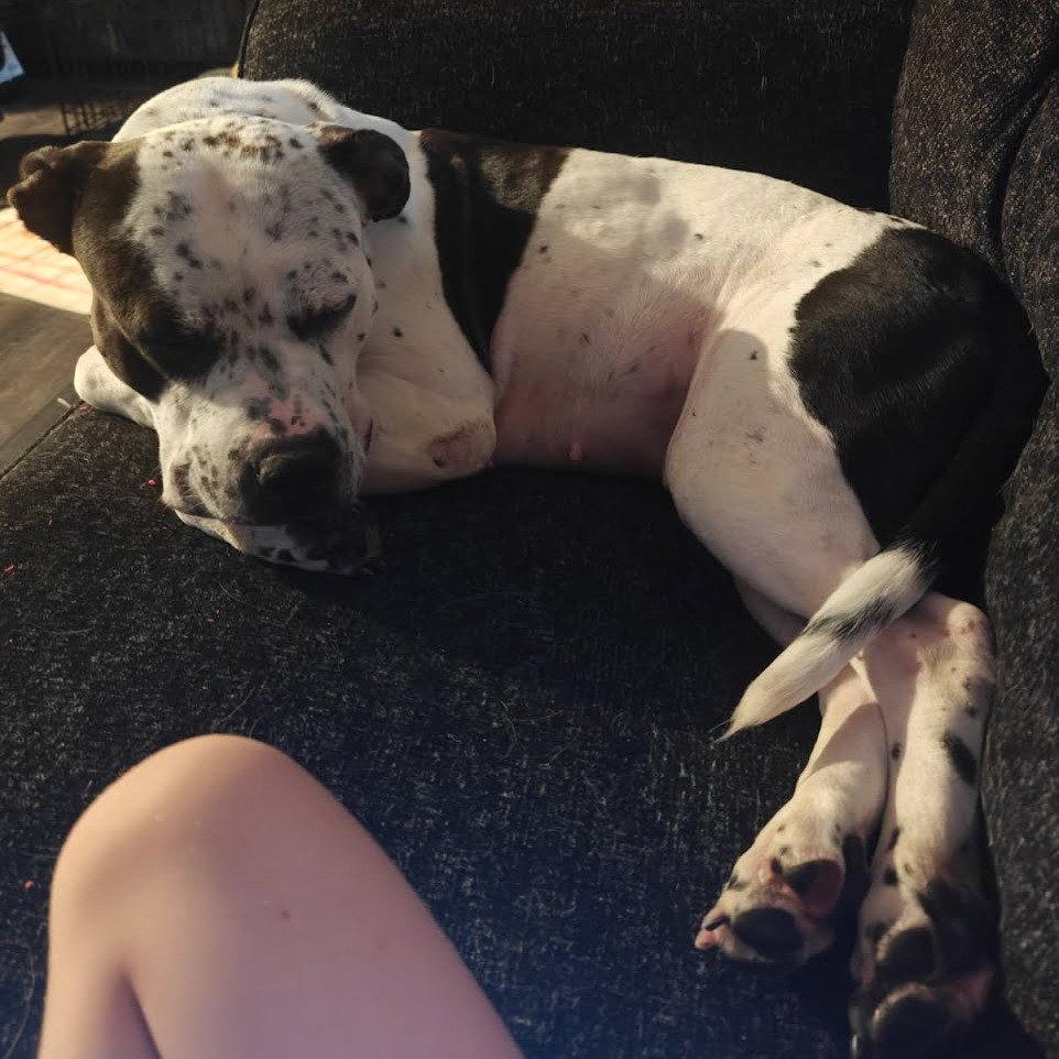 Enlarge Luna, a Adoptable mixed breed in Baltimore, MD image 3/3