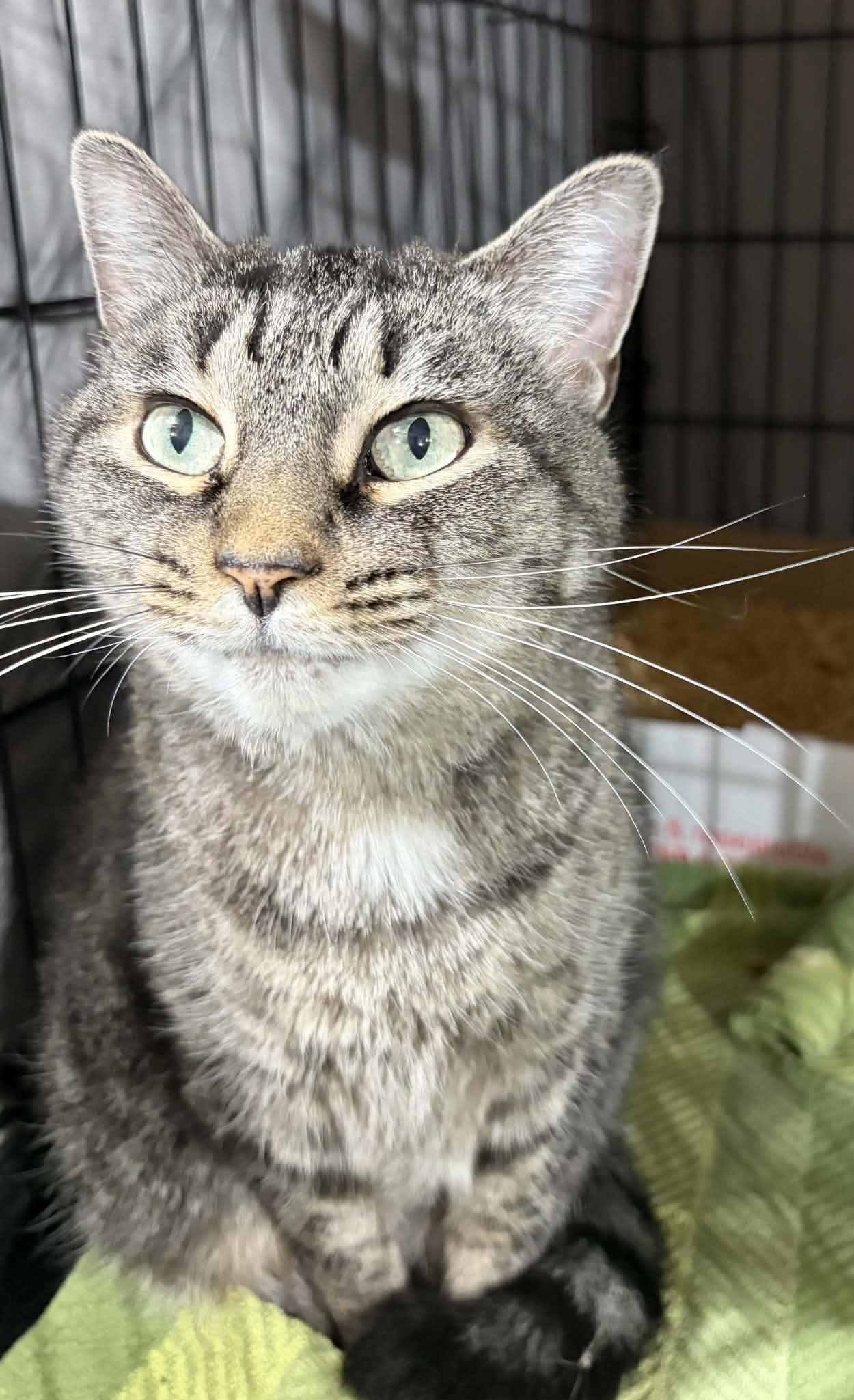 Enlarge Kangaroo, a Adoptable Domestic Short Hair in Westfield, MA image 1/1