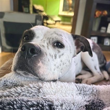 Enlarge Sassy, a Adoptable mixed breed in Providence, RI image 1/6