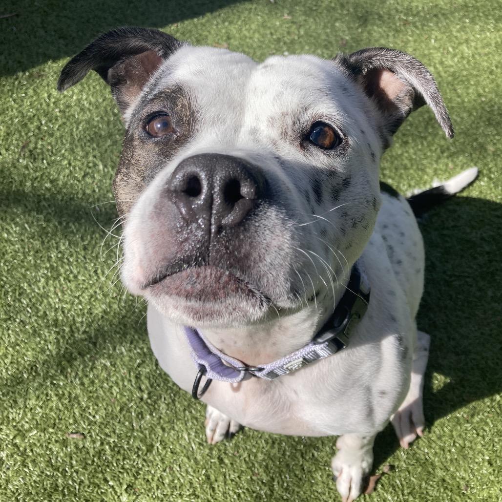 Sassy, Adoptable, Adult Female American Staffordshire Terrier & Mixed Breed.