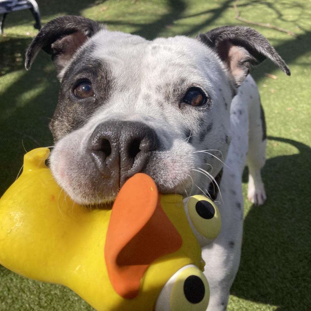 Enlarge Sassy, a Adoptable mixed breed in Providence, RI image 2/6