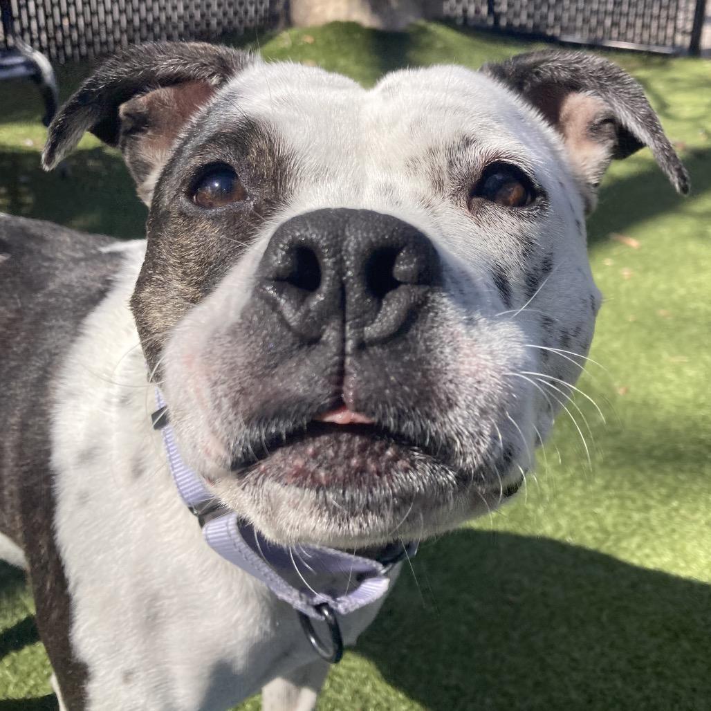 Enlarge Sassy, a Adoptable mixed breed in Providence, RI image 3/6