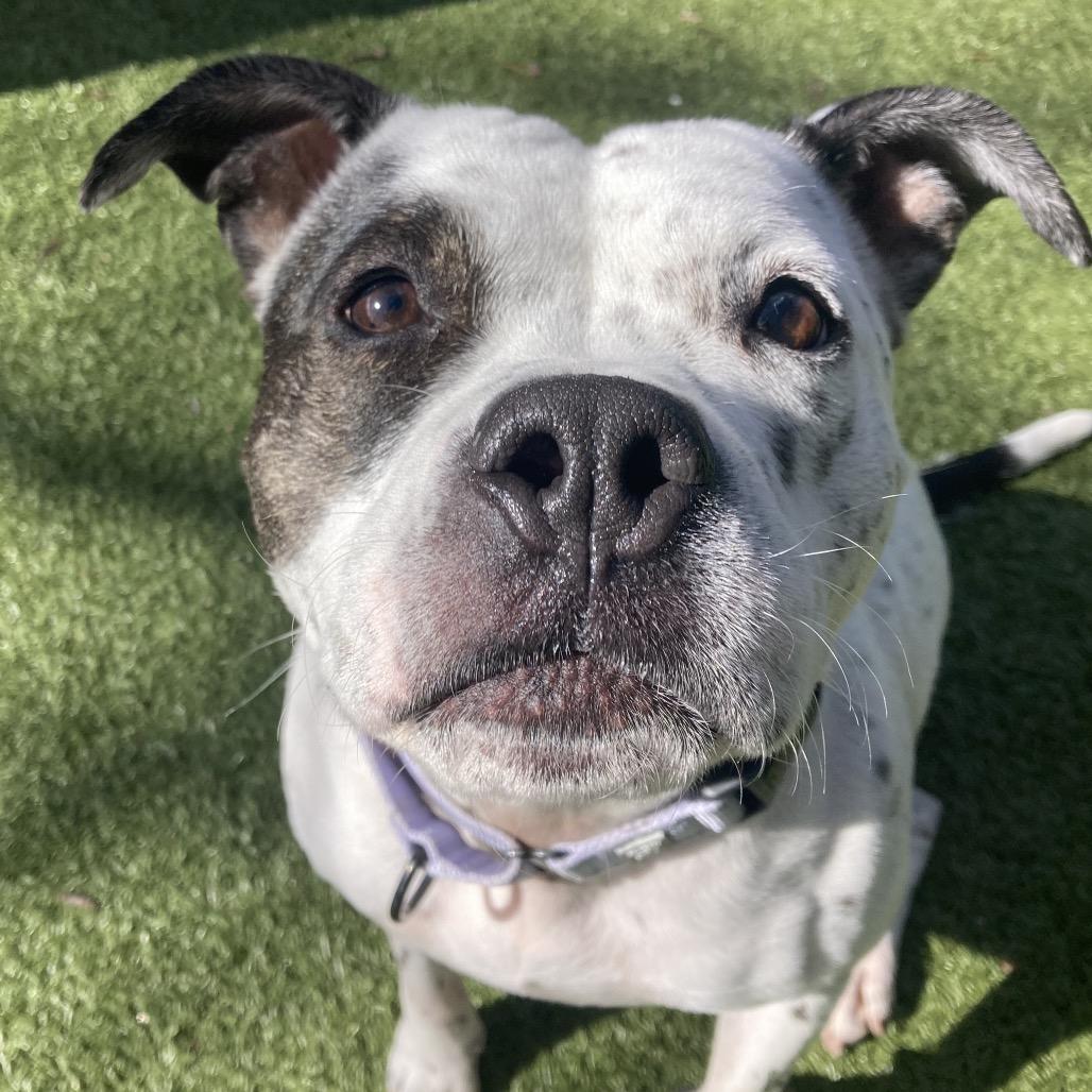 Enlarge Sassy, a Adoptable mixed breed in Providence, RI image 4/6