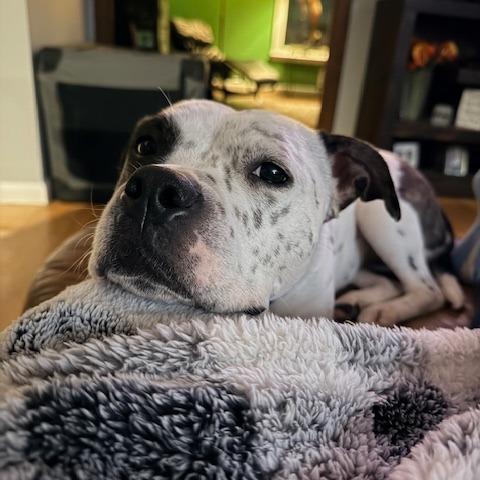 Enlarge Sassy, a Adoptable mixed breed in Providence, RI image 5/6