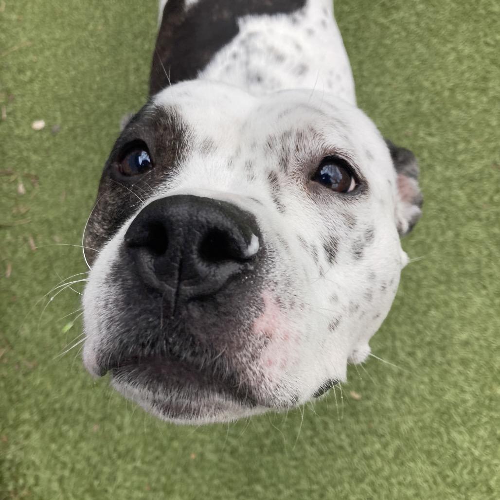 Enlarge Sassy, a Adoptable mixed breed in Providence, RI image 6/6