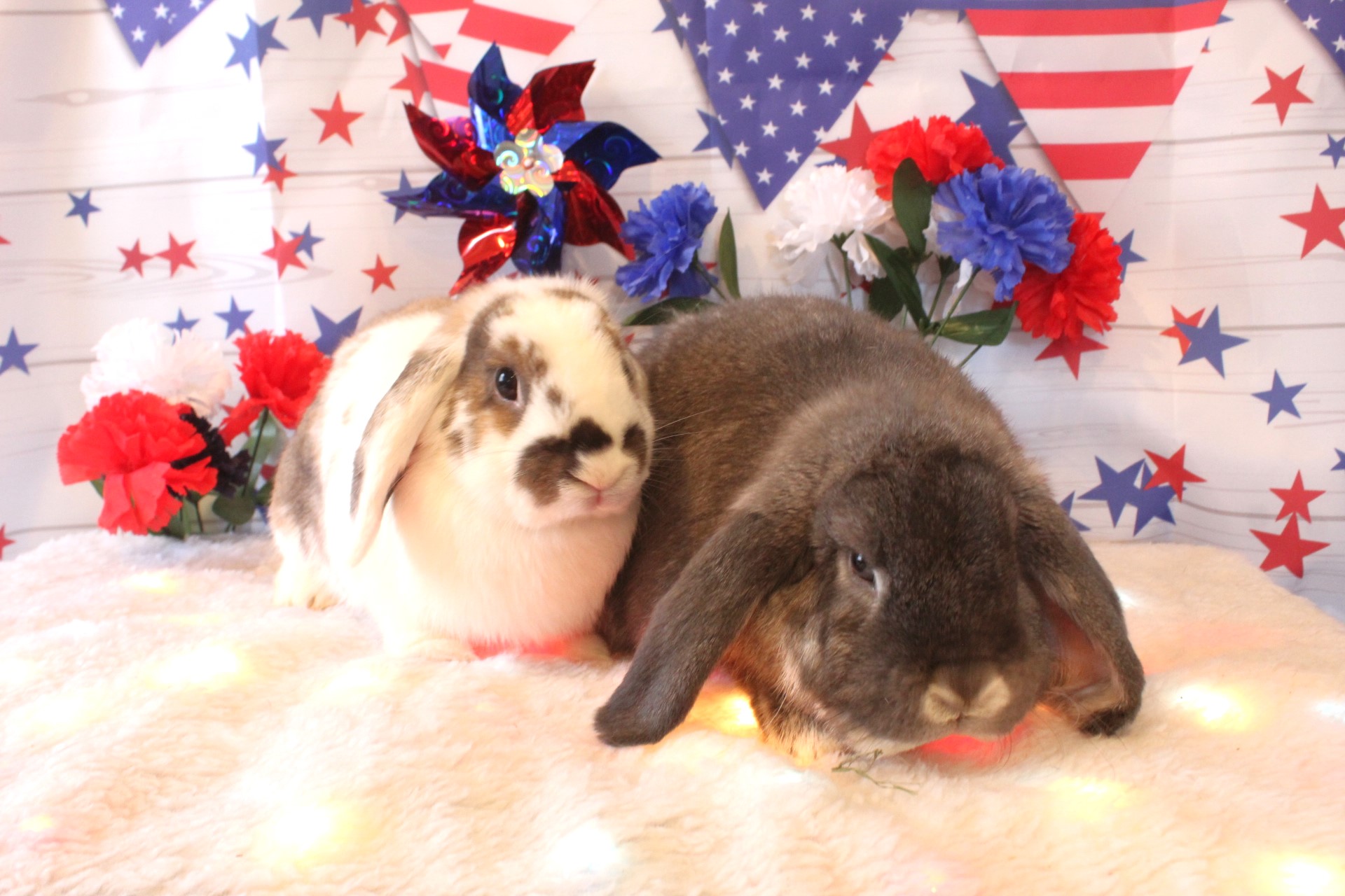 Rabbit for adoption - Gretel & Grumpy, a Lop Eared in Hillside, NJ ...