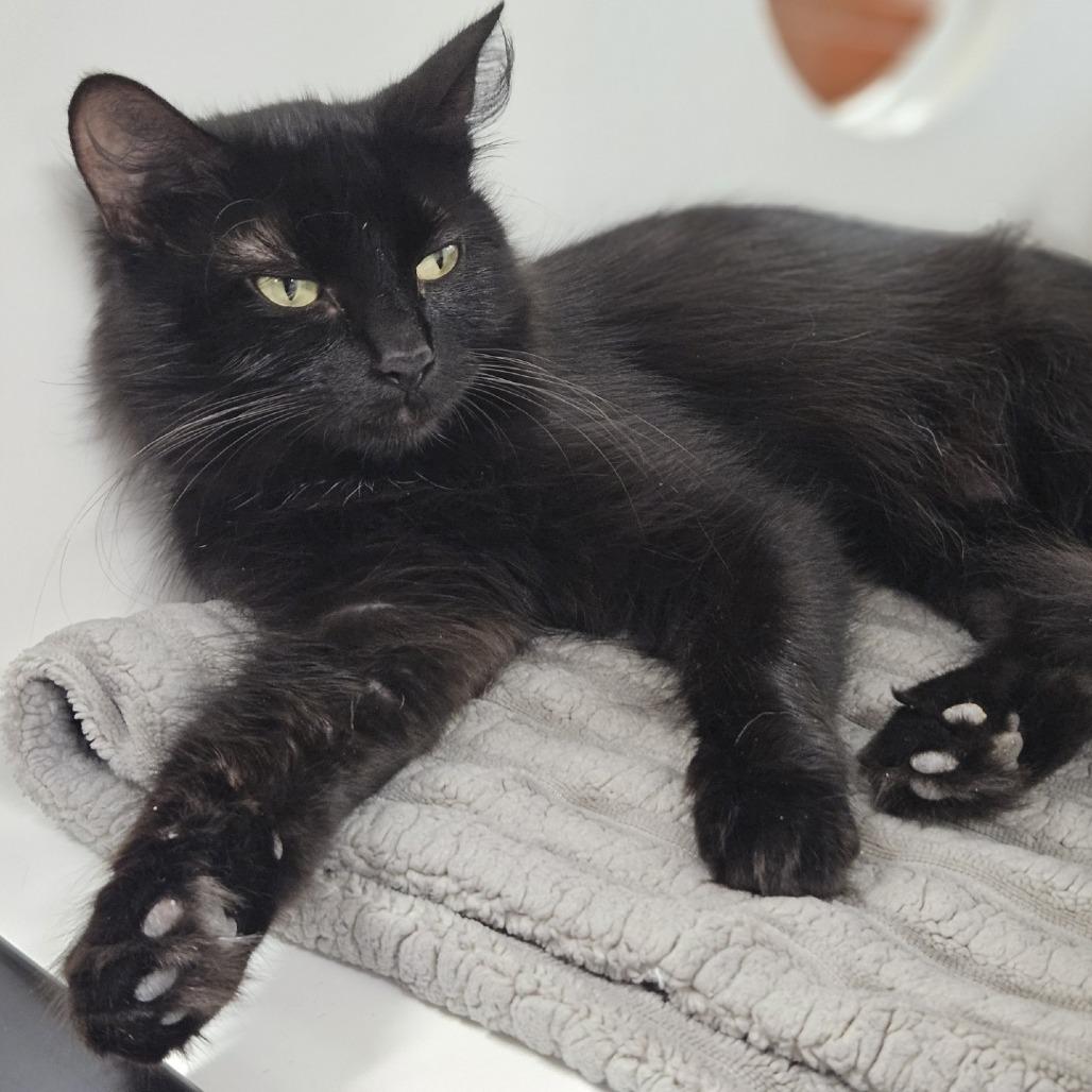 Bea, Adoptable, Young Female Domestic Medium Hair.