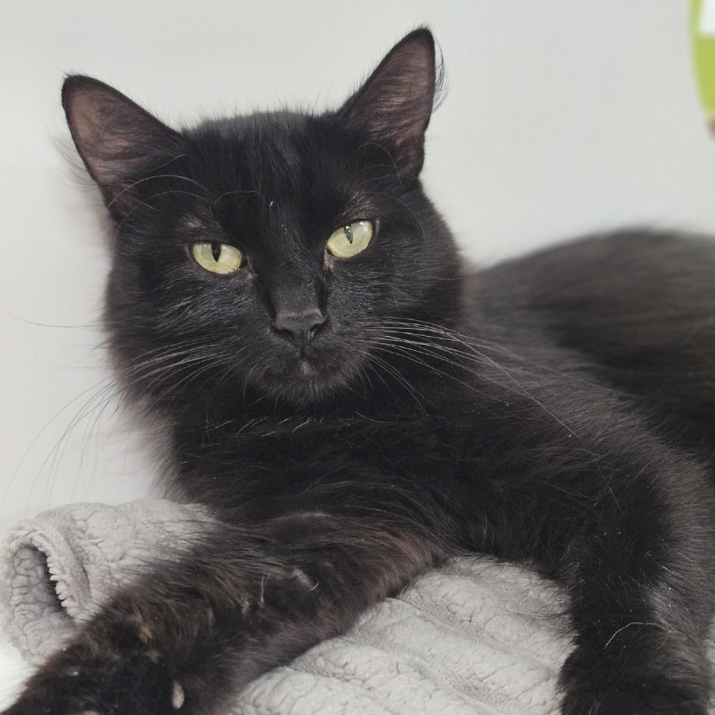 Enlarge Bea, a Adoptable Domestic Medium Hair in Saint Cloud, MN image 2/5