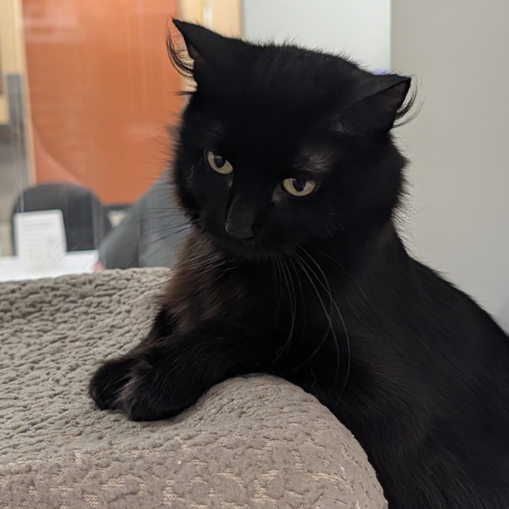 Enlarge Bea, a Adoptable Domestic Medium Hair in Saint Cloud, MN image 3/5