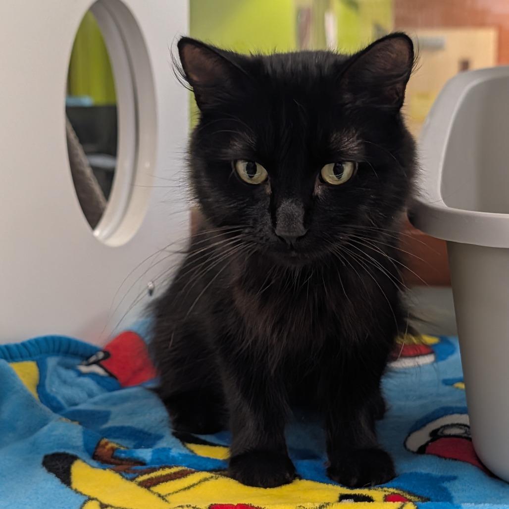 Enlarge Bea, a Adoptable Domestic Medium Hair in Saint Cloud, MN image 4/5