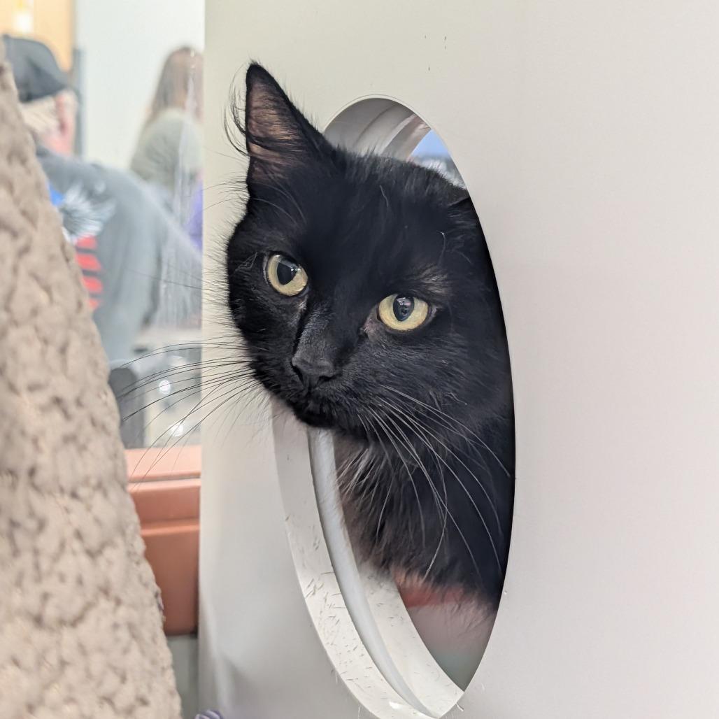 Enlarge Bea, a Adoptable Domestic Medium Hair in Saint Cloud, MN image 5/5