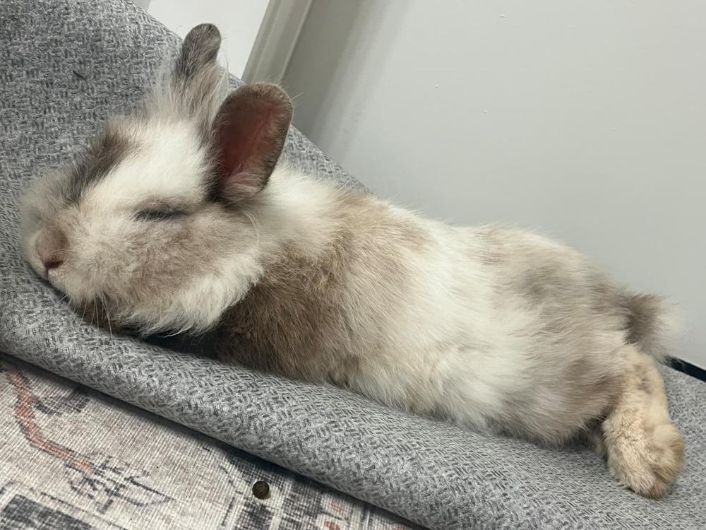 Dinksy, Adopted, Adult Male Lionhead & Harlequin.