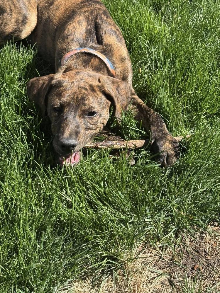Enlarge Donut, a Adoptable mixed breed in Colorado Springs, CO image 1/3