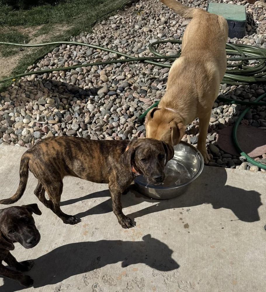 Enlarge Donut, a Adoptable mixed breed in Colorado Springs, CO image 2/3