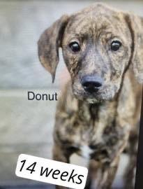 Enlarge Donut, a Adoptable mixed breed in Colorado Springs, CO image 3/3